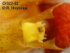 Bulbophyllum weberi  (09)